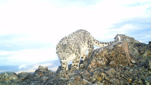 Snow leopard picking its way across a rocky slope under a clear sky