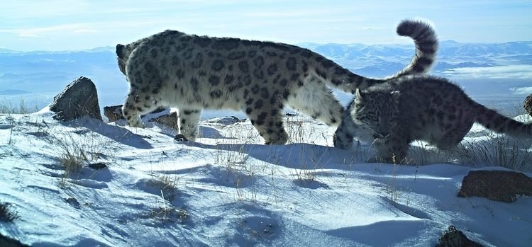 Two snow leopards crossing fresh snow in the high Altai