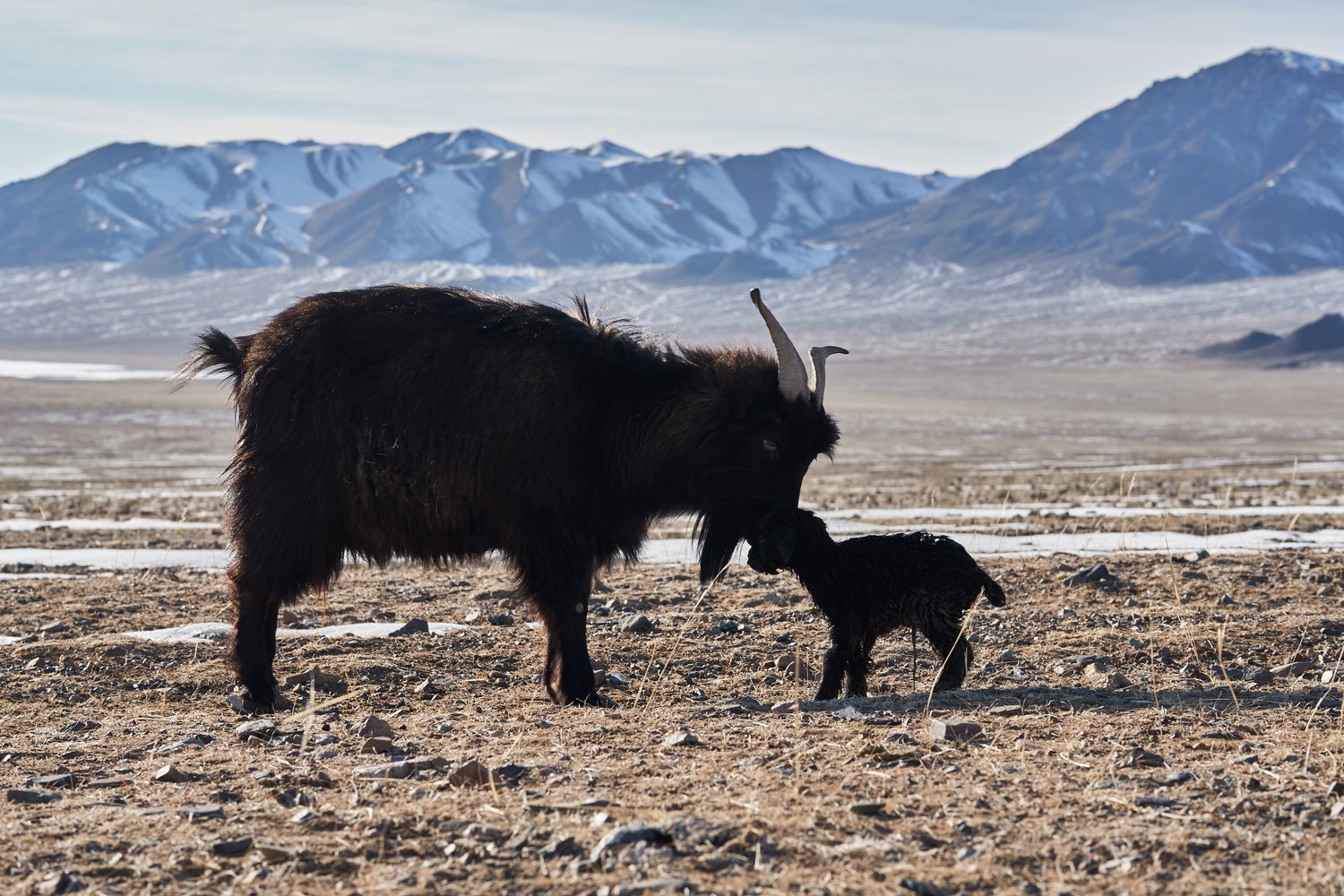 Yak and her calf grazing on the high plain below the Altai