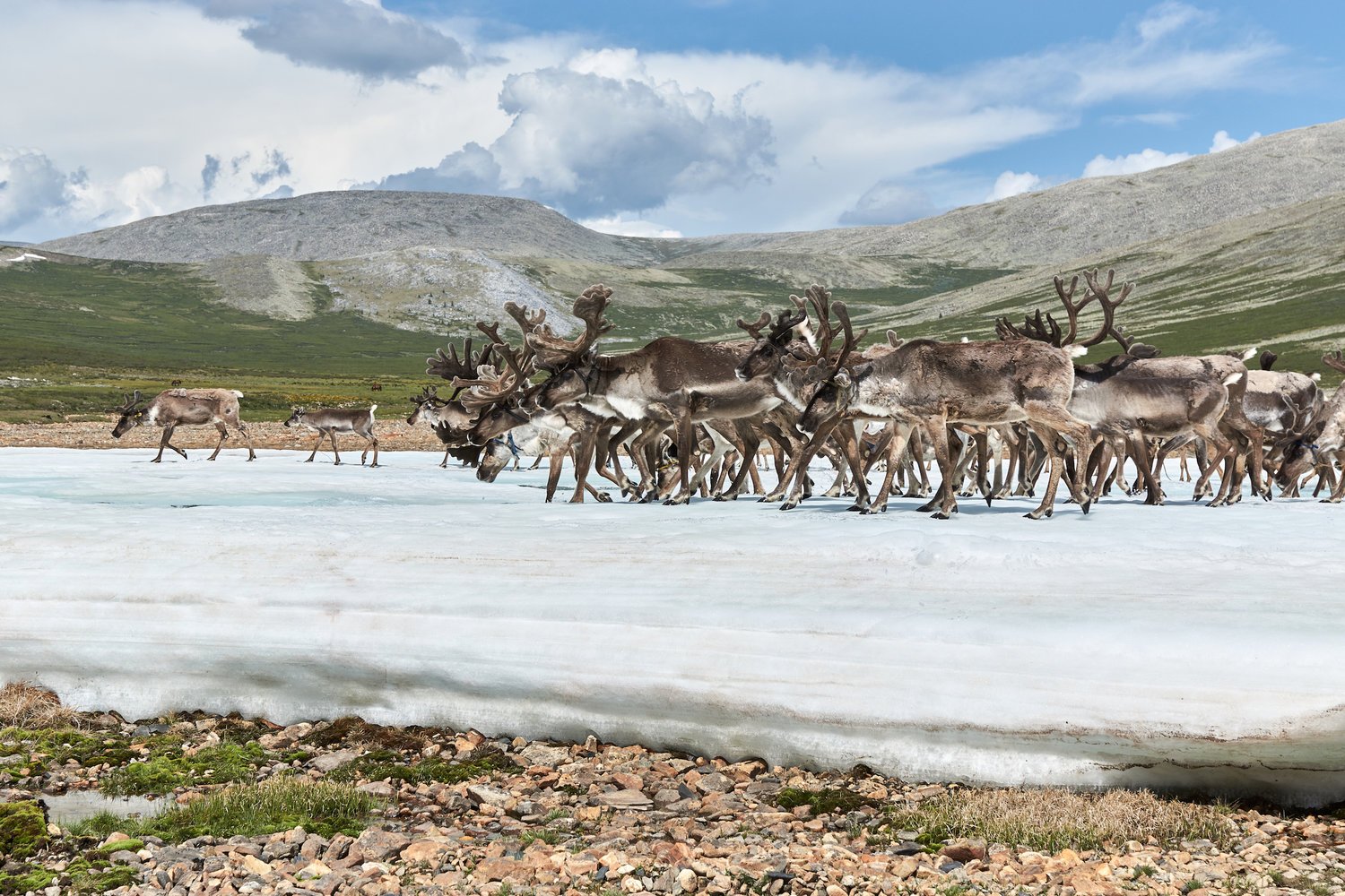 Reindeer herd crossing a snowfield below bare hills in Huvsgul
