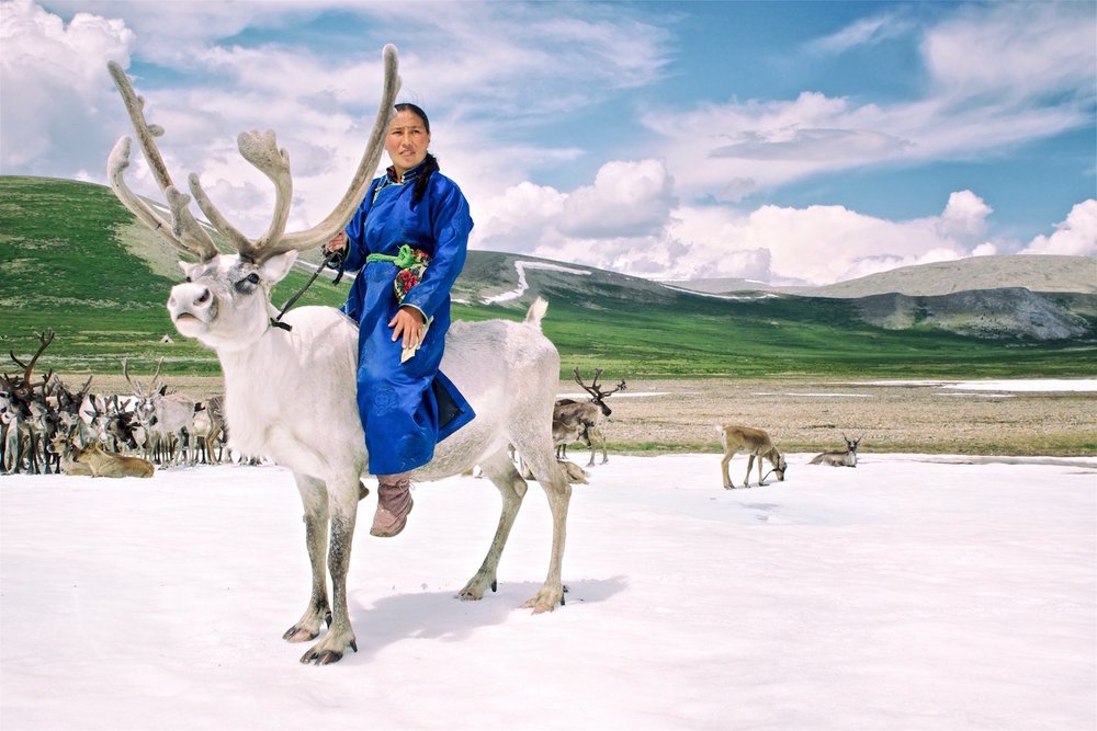 Tsaatan woman in a blue deel riding a white reindeer on the spring snowline