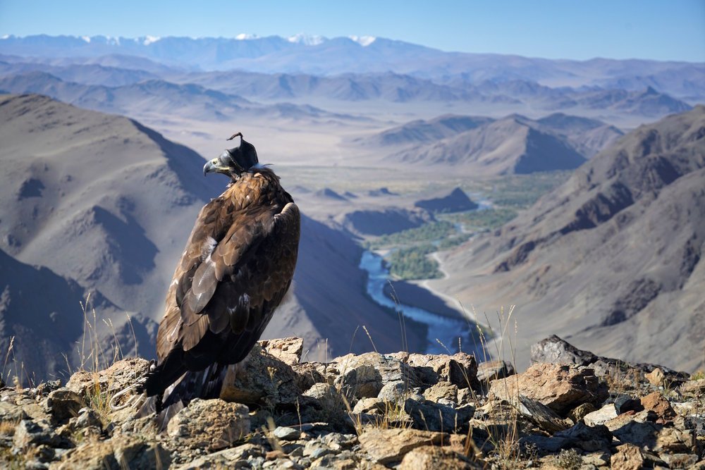 Golden eagle perched on rock above a river valley