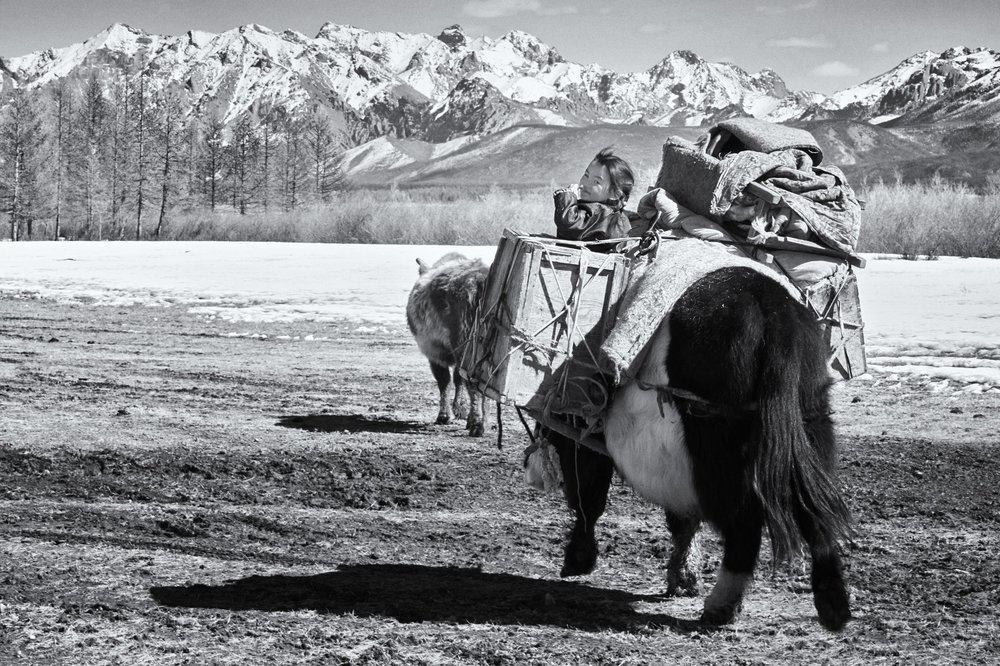 Loaded pack animals crossing snow during the spring migration