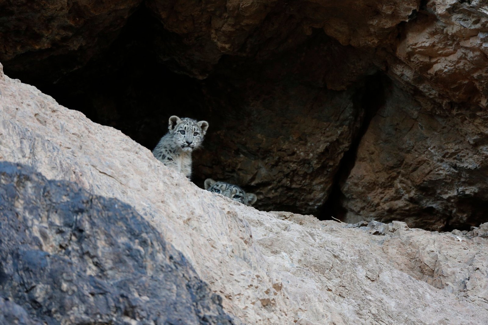 Snow leopard resting on a rocky ridge in the Altai Mountains of Mongolia