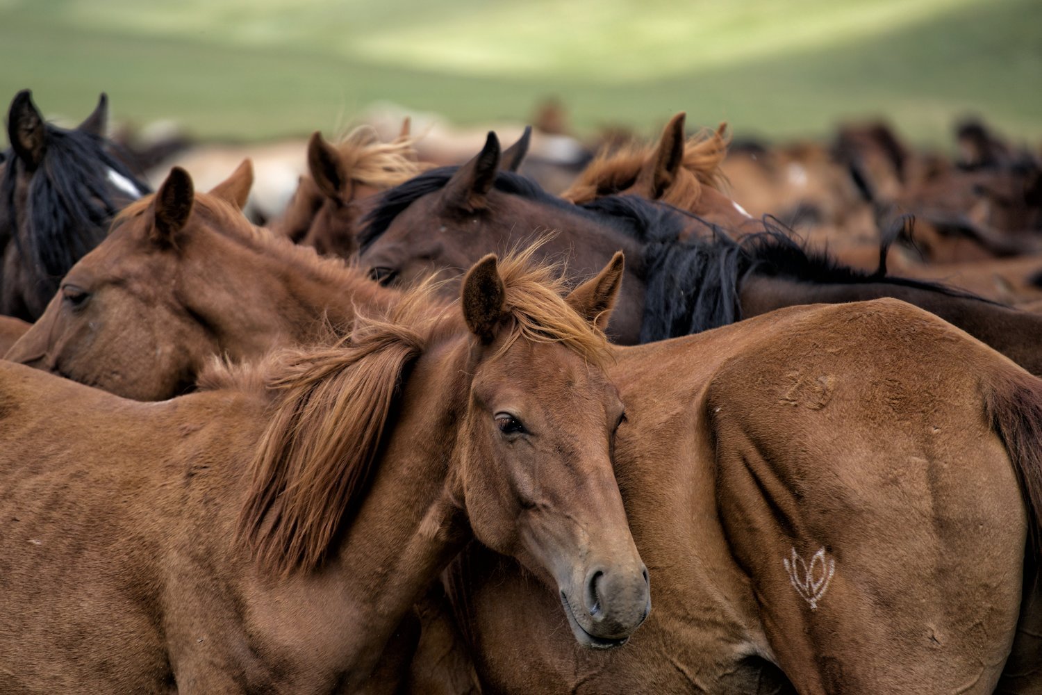 Herd of Mongolian horses pressed together on open grassland